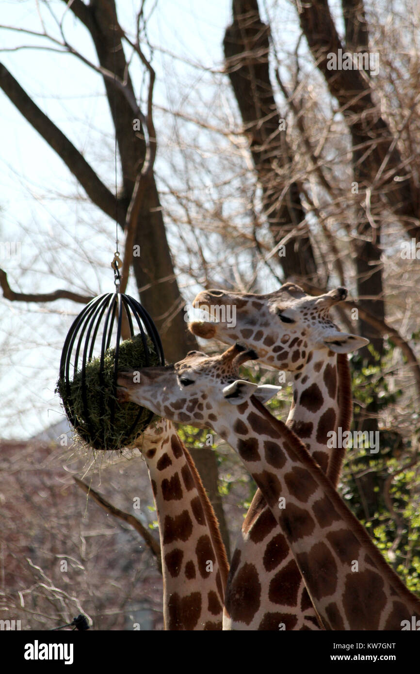 Giraffe Eating Plants High Resolution Stock Photography and Images - Alamy