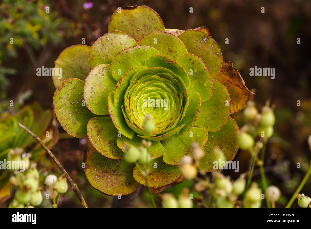 Close-Up of succulent plant, Aeonium percarneum Stock Photo