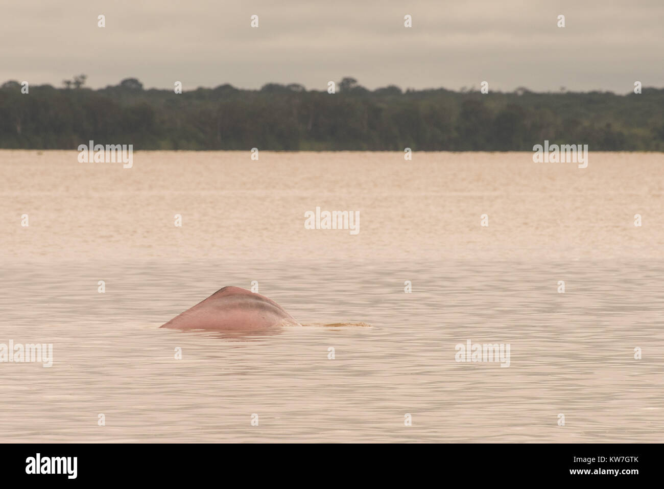 A rare pink dolphin surfaces in the Amazon river, unlike most dolphins this species is freshwater and spends its whole life in rivers. Stock Photo