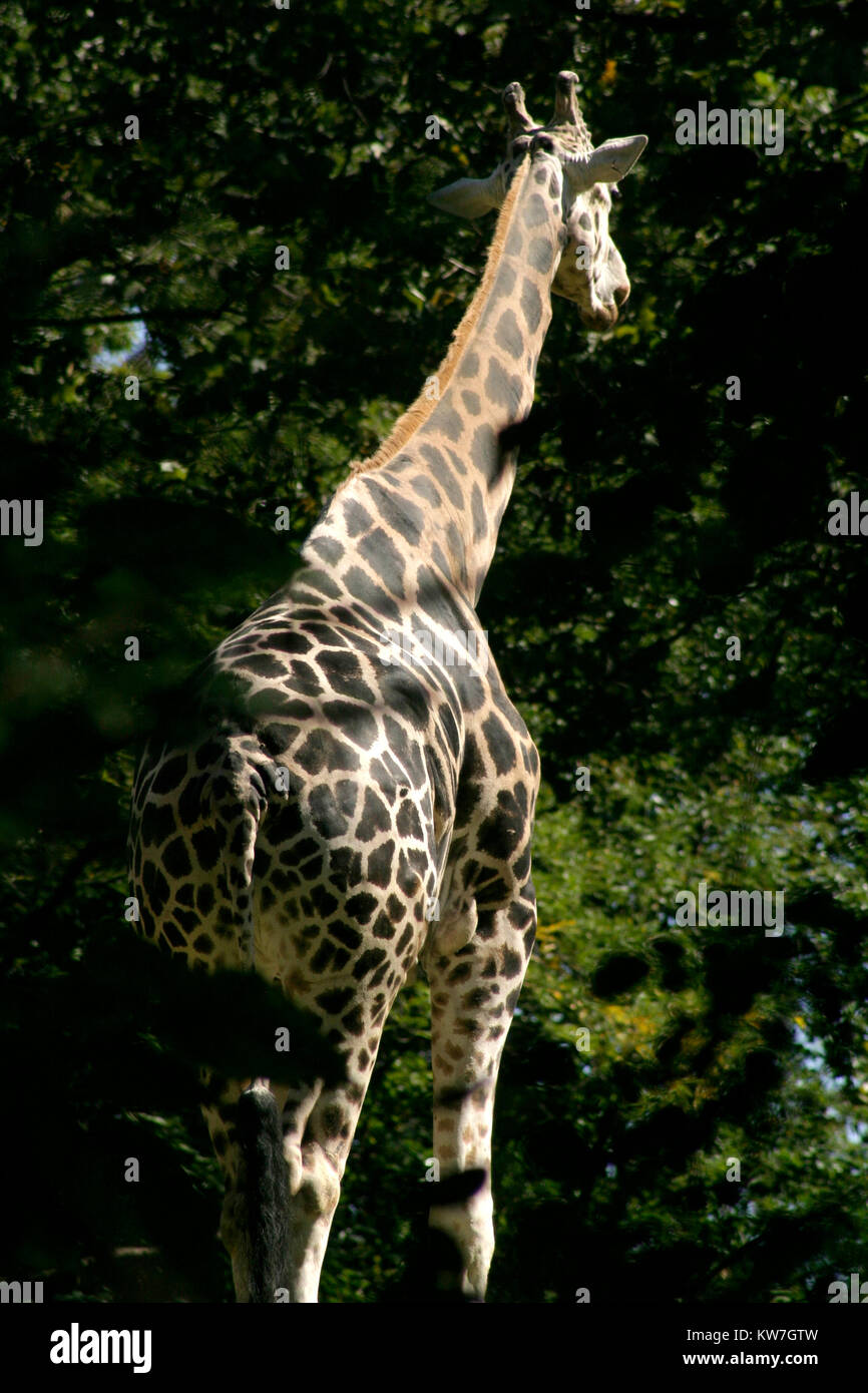Giraffe at the Zoo Stock Photo - Alamy