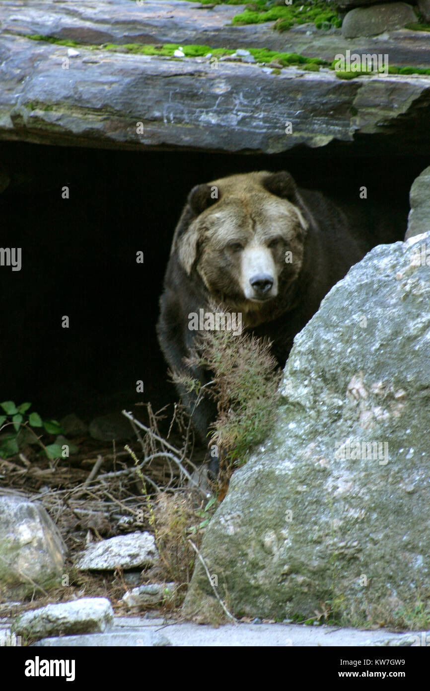 Brown Bear Tail High Resolution Stock Photography and Images - Alamy