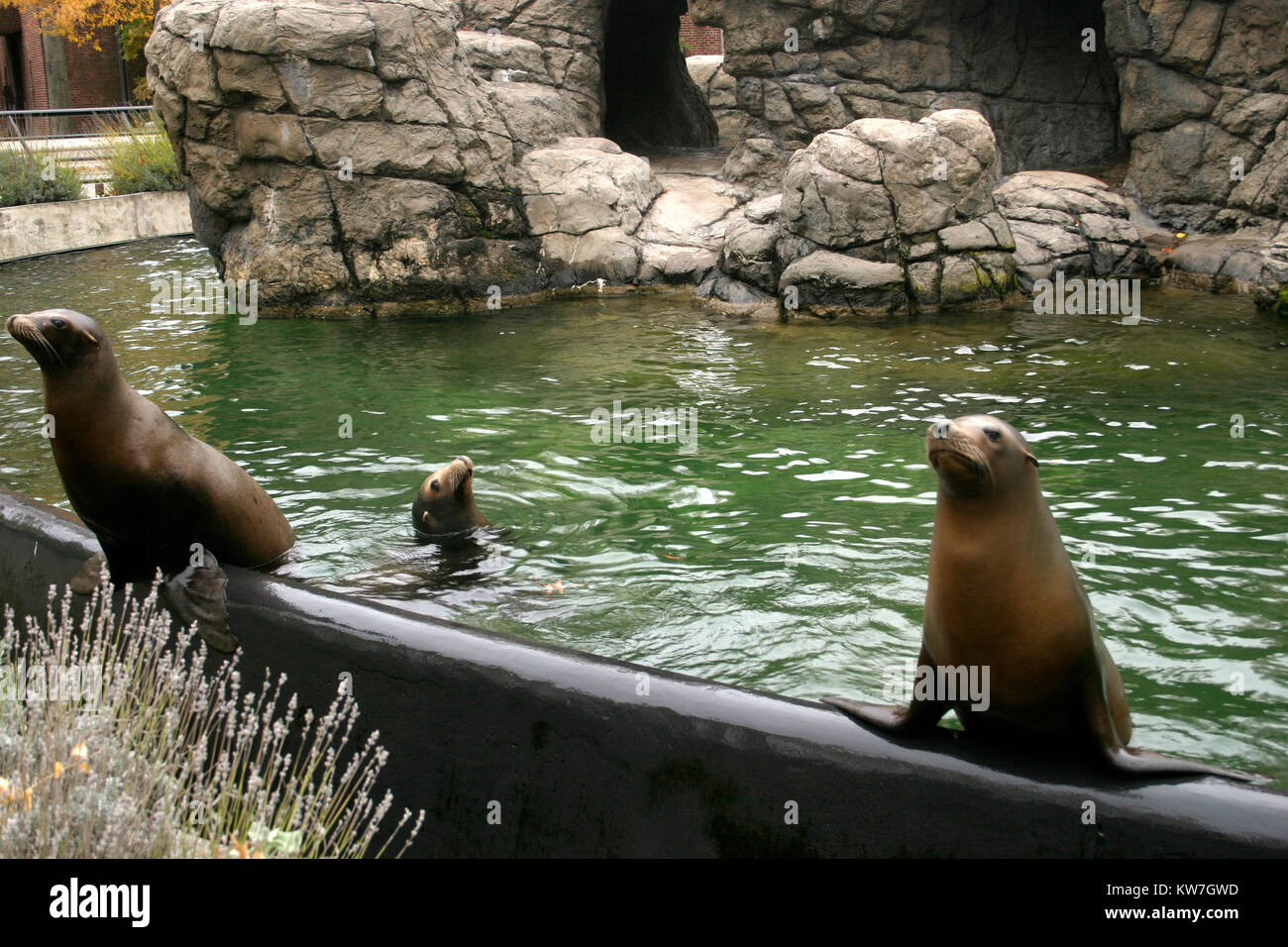 Sea lions trained to perform tricks at the ZOO Stock Photo