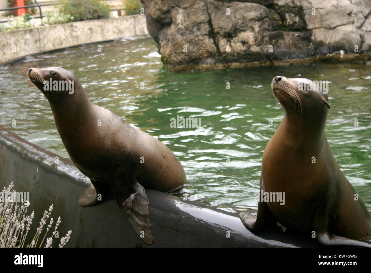 Sea lions trained to perform tricks at the ZOO Stock Photo