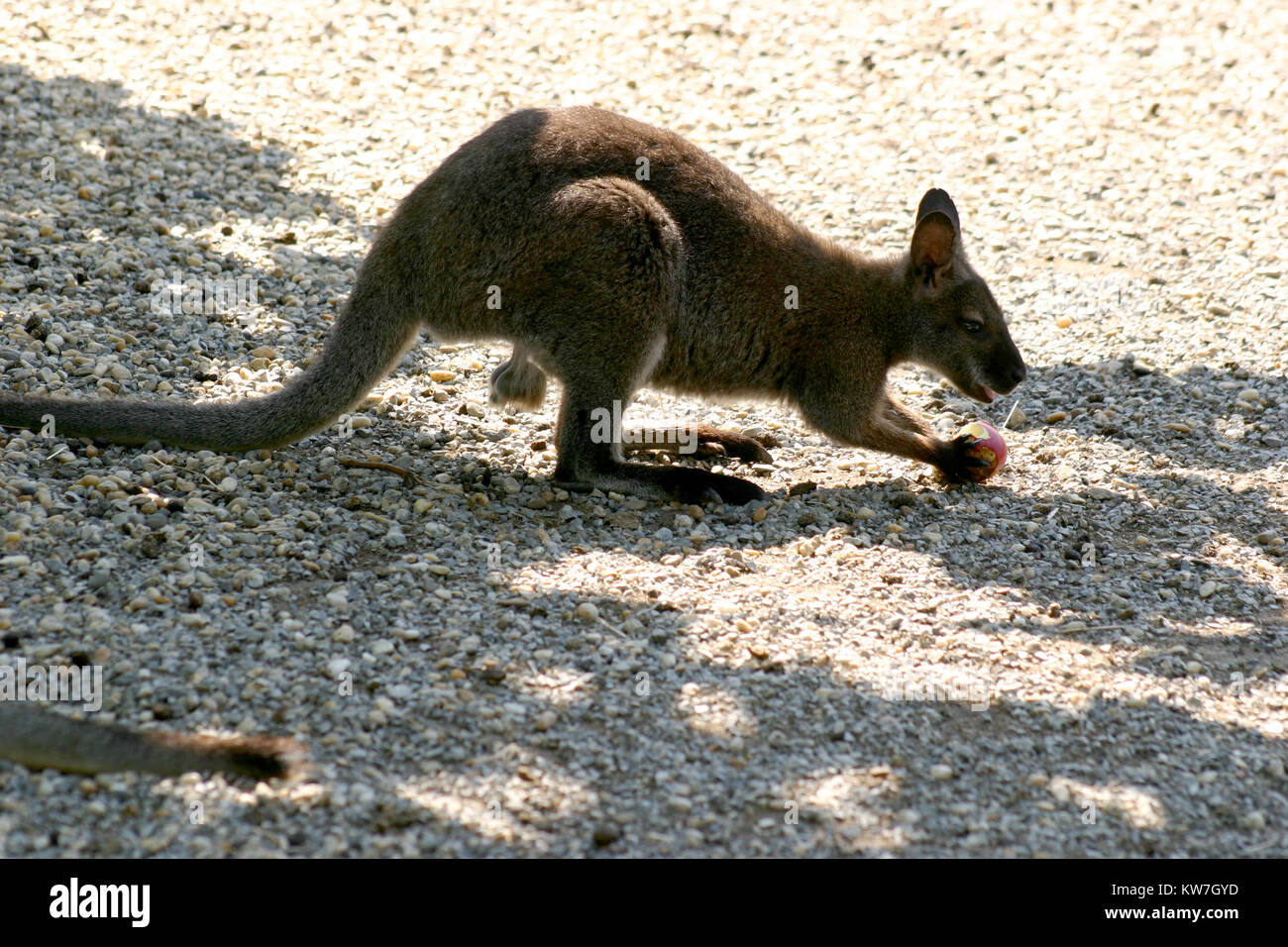 Kangaroo apple fruit hires stock photography and images Alamy