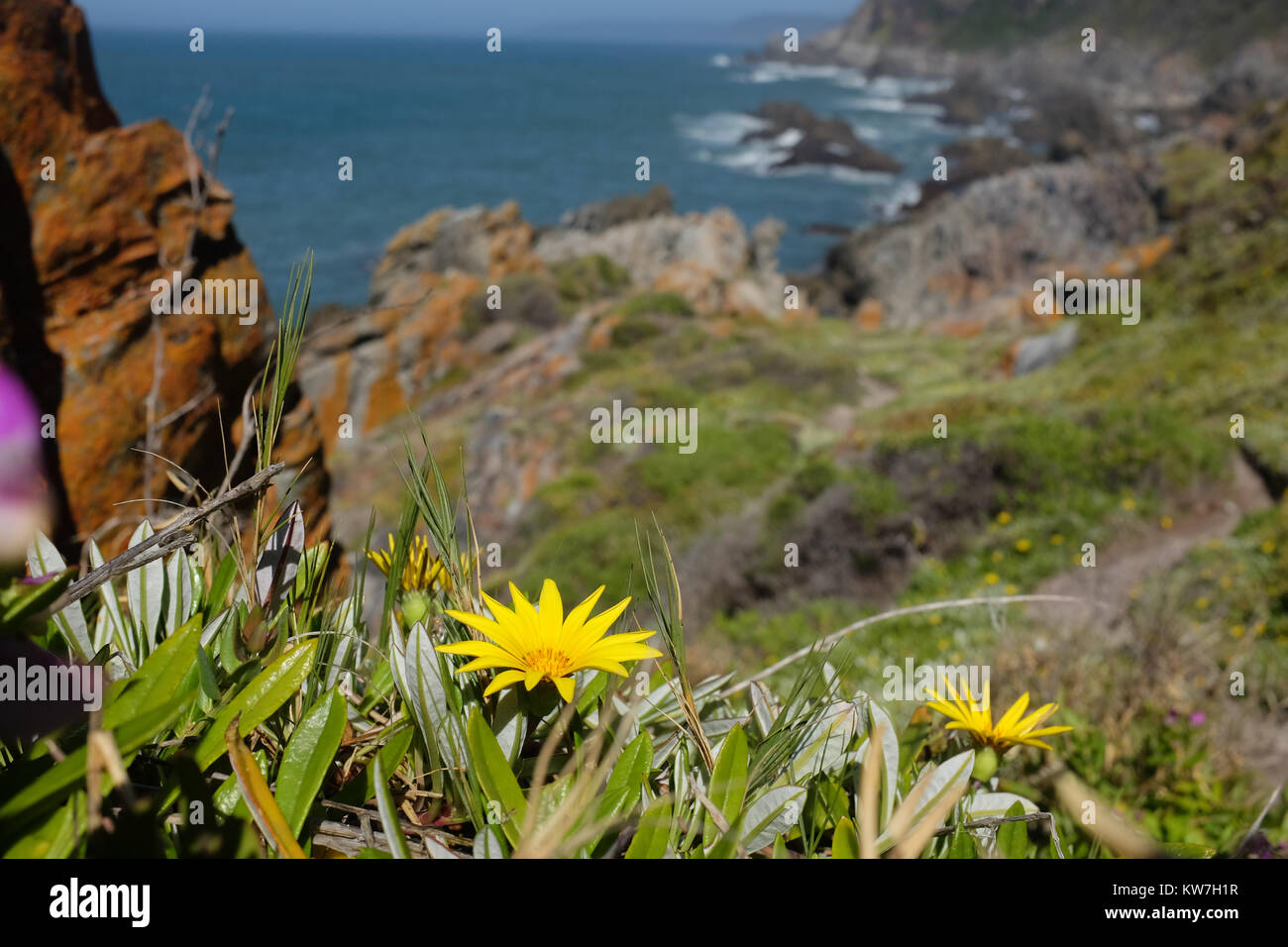 Scenery along the Otter Trail hike on the Garden Route in South Africa