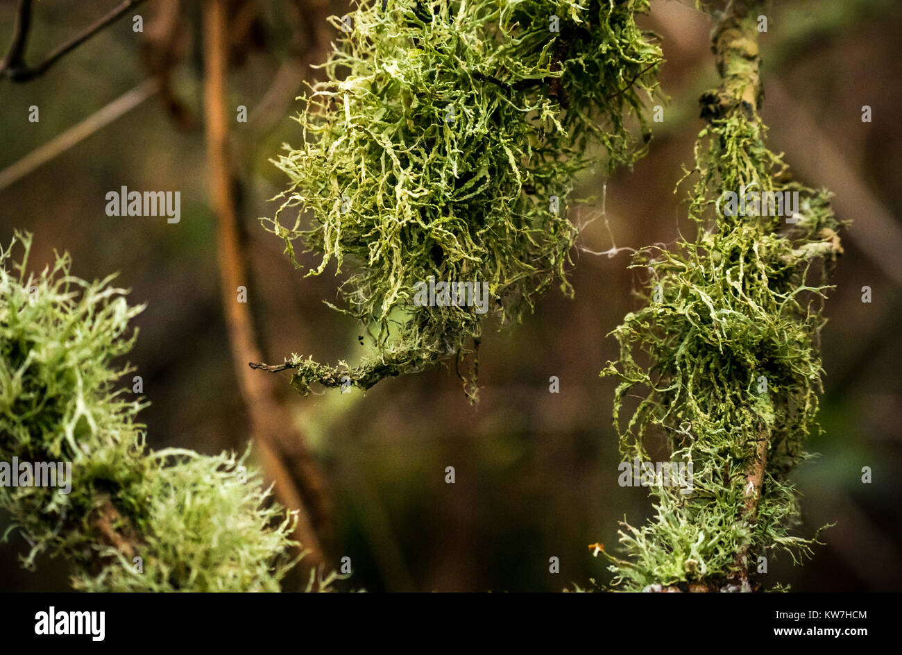 Close up of Usnea bushy lichen growing on tree branches in Winter, East Lothian, Scotland, UK Stock Photo