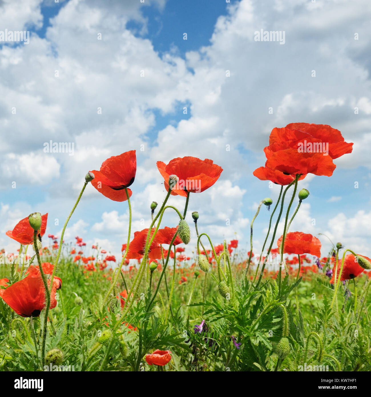 meadow with wild poppies and blue sky Stock Photo - Alamy