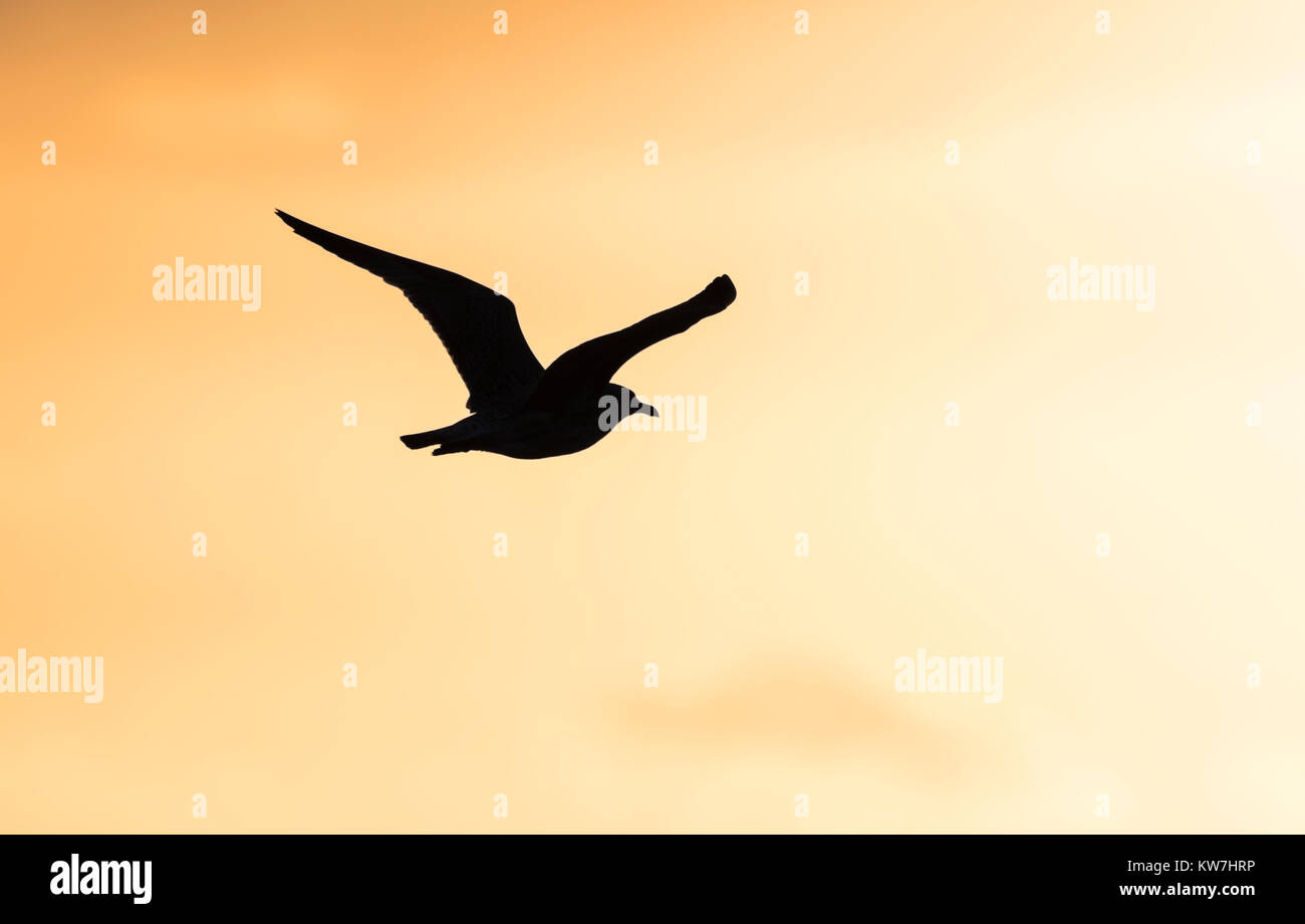 Silhouette of a seagull flying against orange sky in the evening in Winter in the UK. Stock Photo