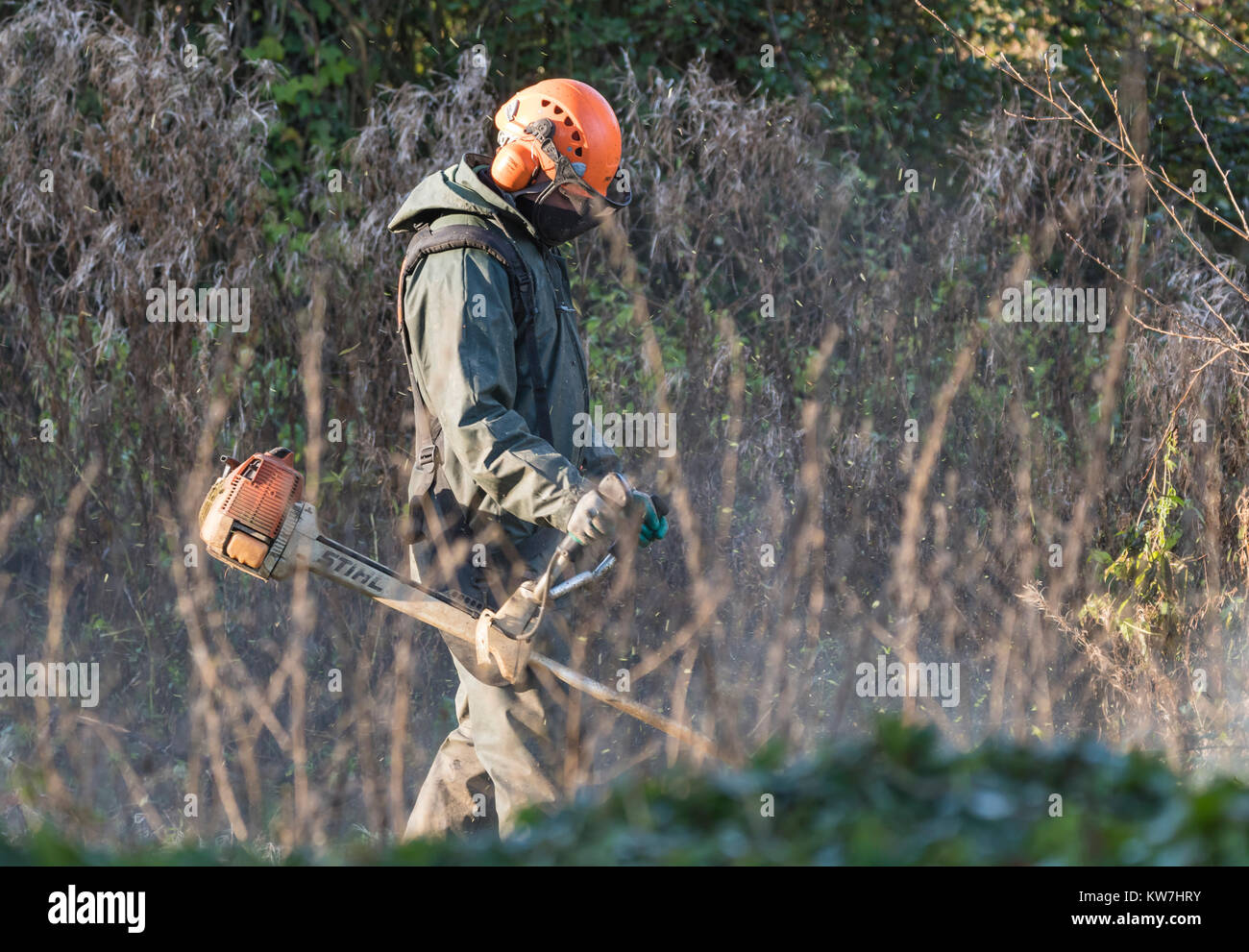 Man using a petrol powered STIHL Brushcutter in Winter, wearing protective clothing, helmet and face mask, in overgrowth in woodland in the UK. Stock Photo
