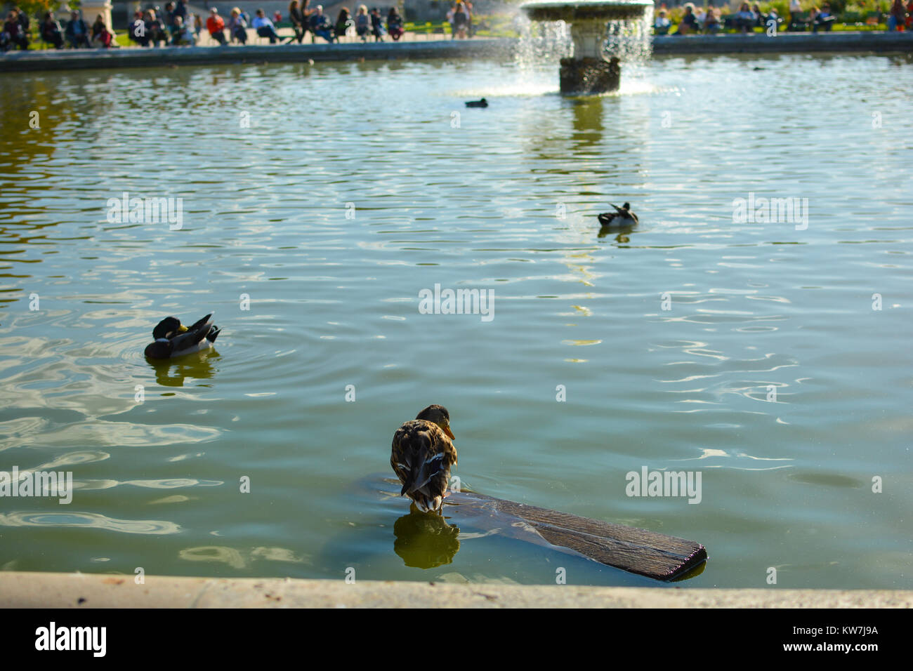 Ducks swim and balance on a wooden board in the Grand Bassin Rond in the Jardin de Tuileries as tourists relax in Paris France Stock Photo