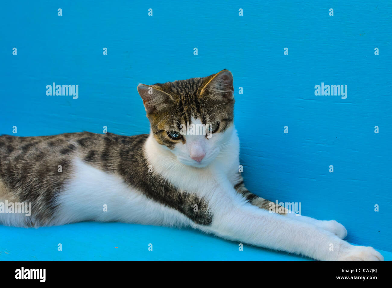 A cute young cat or older kitten reclines on a blue bench in a cat sanctuary in Dubrovnik, Croatia Stock Photo