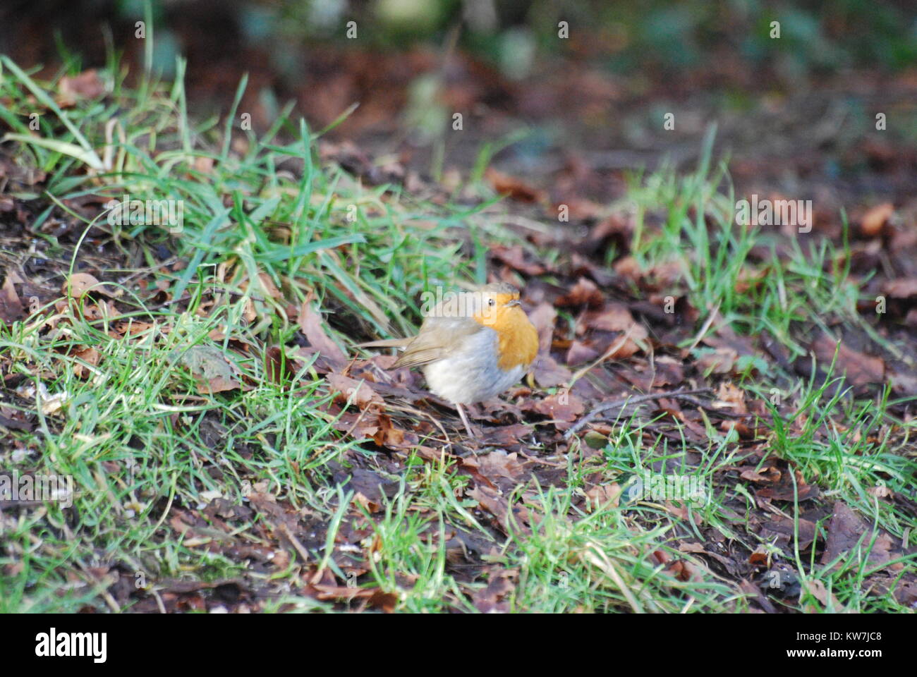 A small Robin forages for food Stock Photo