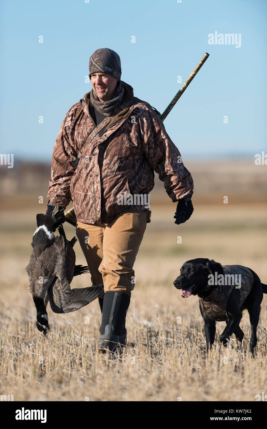 pug hunting dog