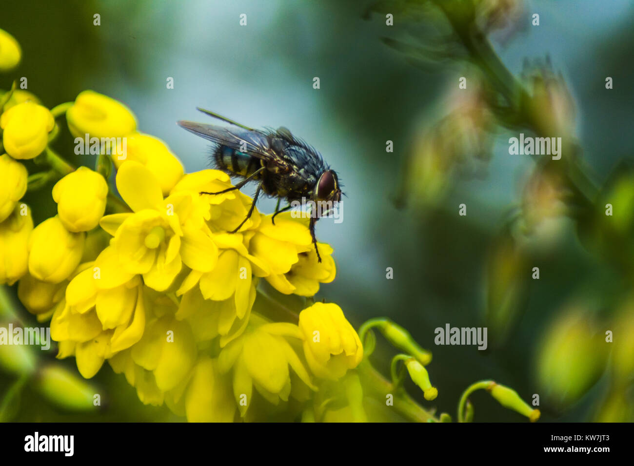 Housefly sitting on flowers. Stock Photo