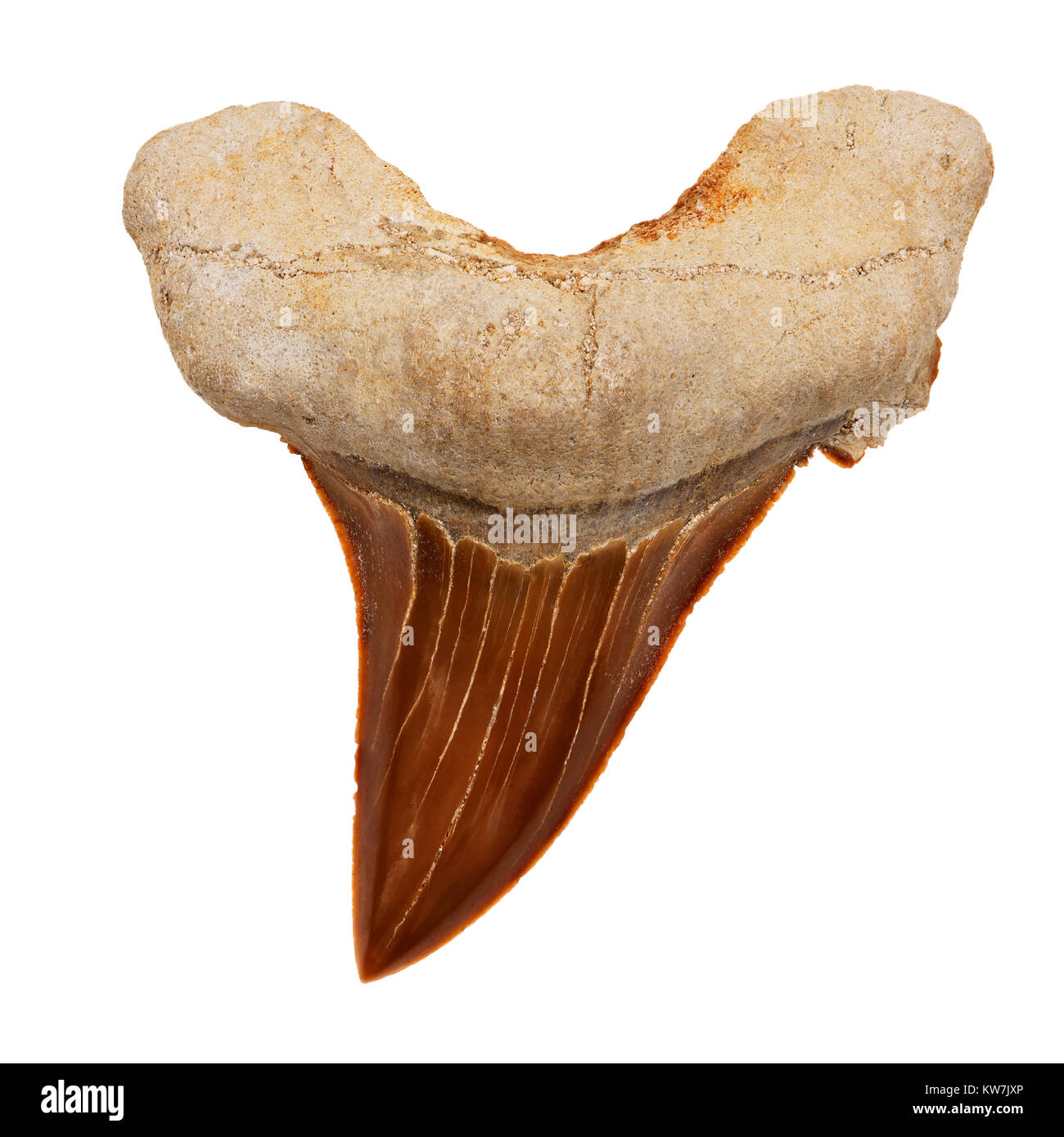 Mackerel Shark (Otodus obliquus) lived during the Paleocene and Eocene epochs, approximately about 60 to 37.5 million years ago. This tooth fossil was Stock Photo