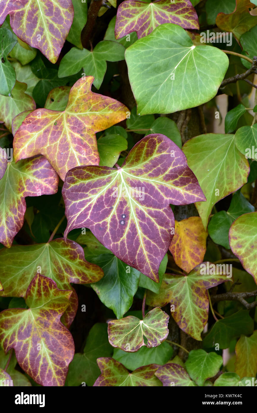 Virginia creeper leaves changing colour from green to purple during the