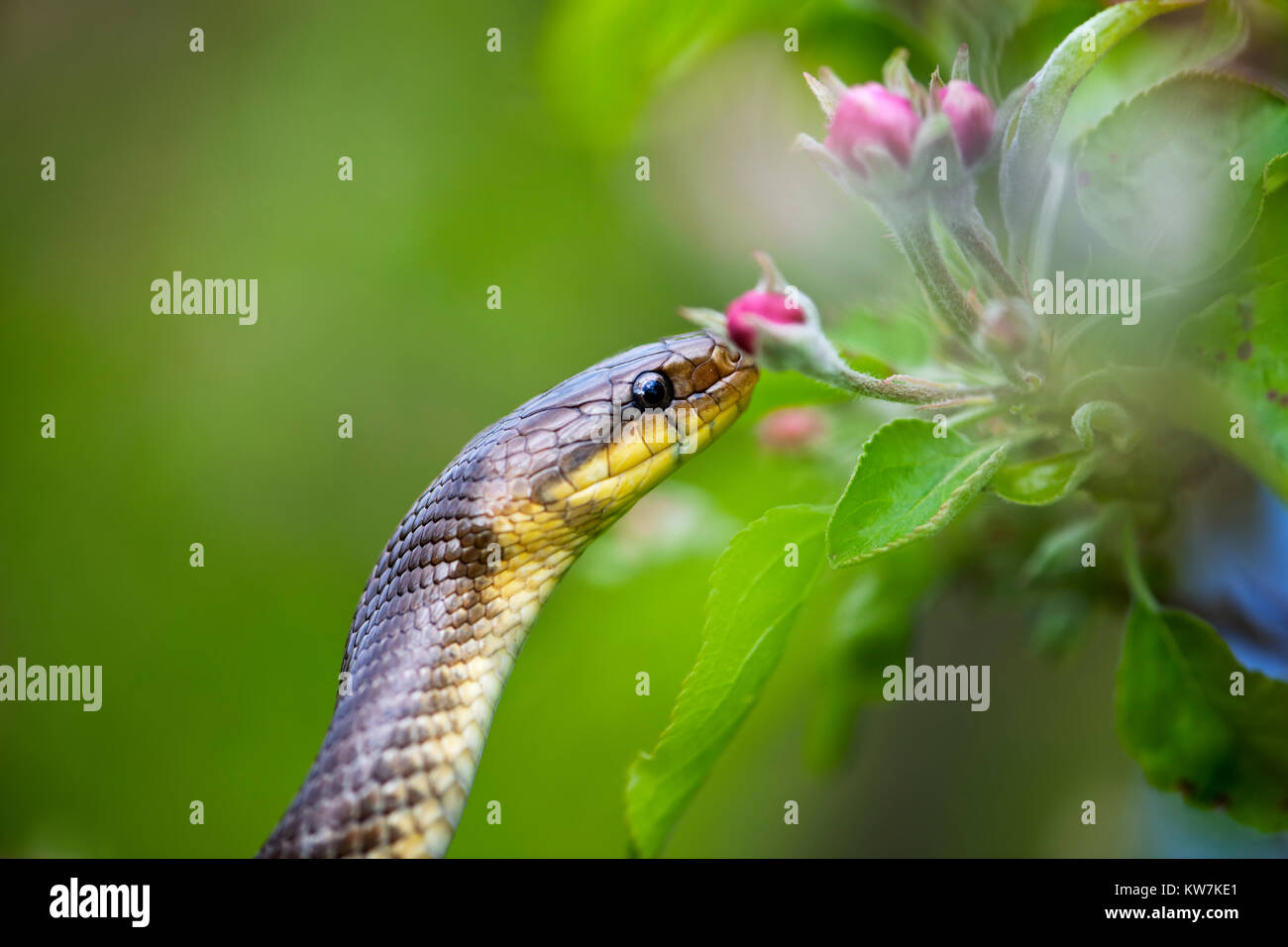 Aesculapian Snake (Elaphe longissima or Zamenis longissimus) is a large slender non-venomous snake. Stock Photo