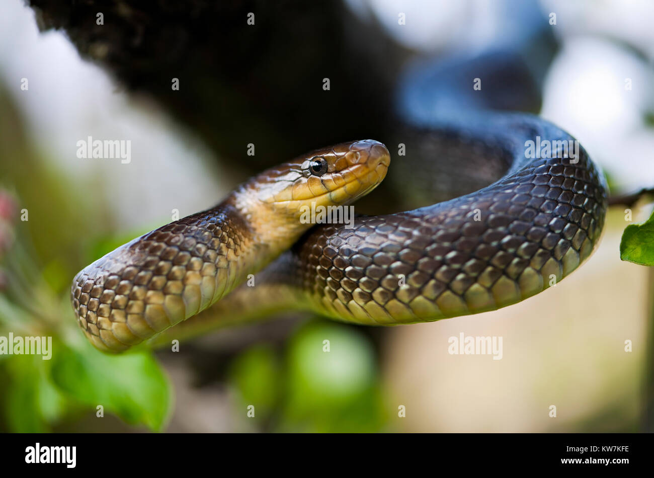 Aesculapian Snake (Elaphe longissima or Zamenis longissimus) is a large slender non-venomous snake. Stock Photo
