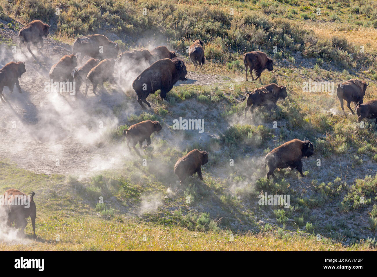Herd of Bison Stampede in Yellowstone National Park Stock Photo