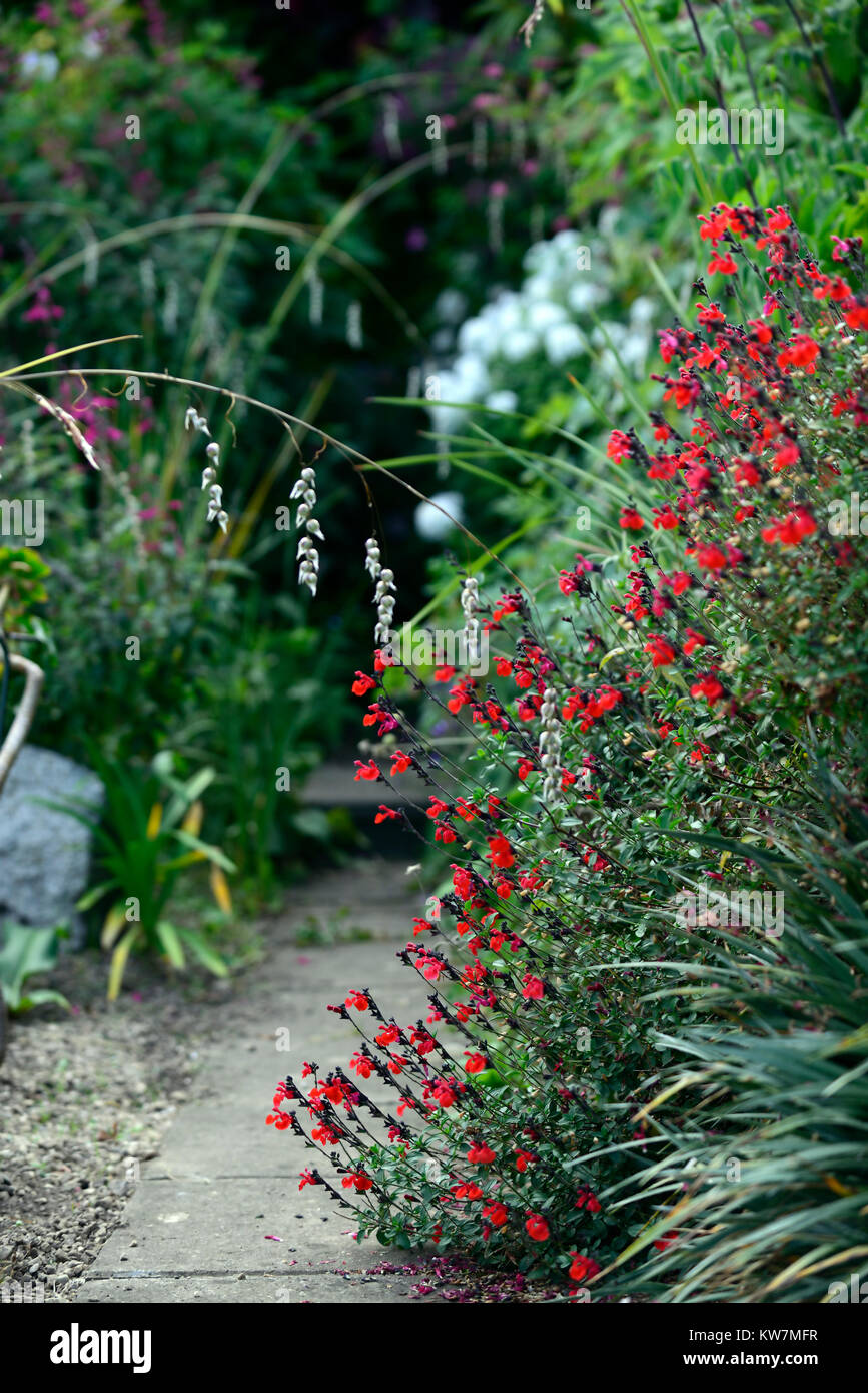 Salvia Maraschino,Salvia grahamii x Salvia microphylla, Maraschino Cherry Salvia,sage,salvias,sages,red,flower,spike,spikes,spires,garden,gardens,RM F Stock Photo