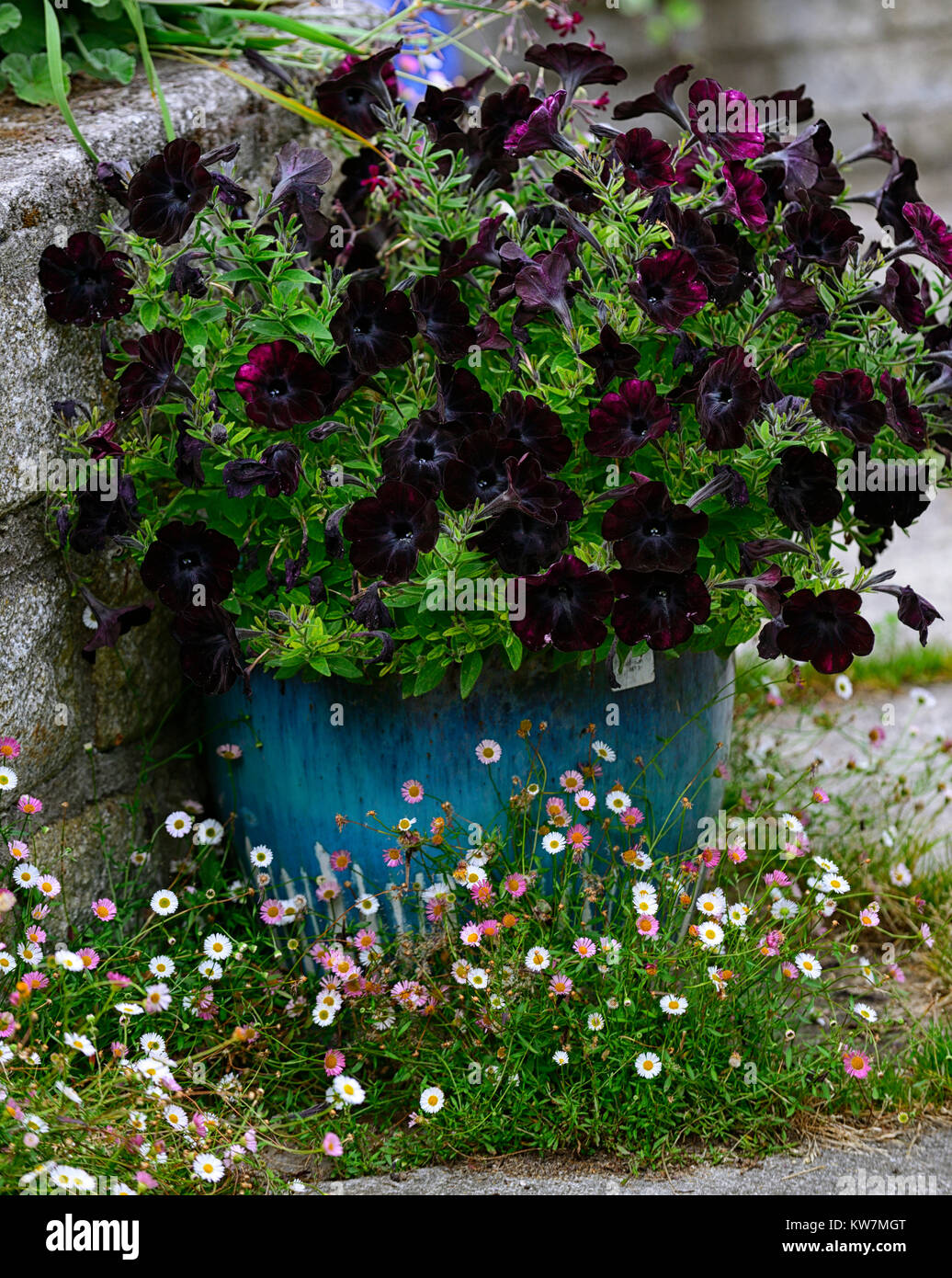 black petunia,bedding plant,blue,pot,container,display,displays,garden,gardens,gardening,RM Floral Stock Photo