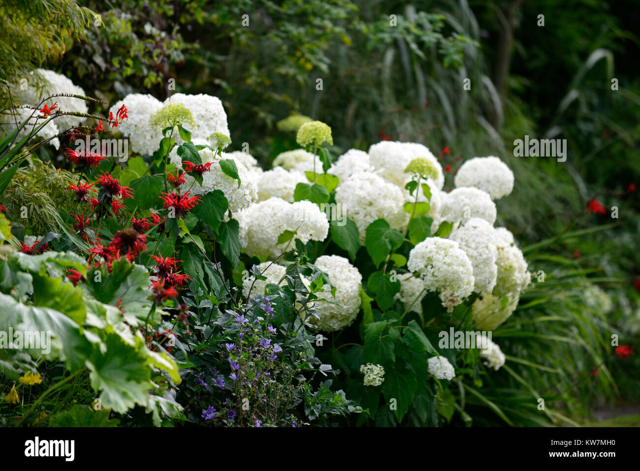 Hydrangea arborescens annabelle,monarda,red,white,flower,flowers,flowering,combination,garden,gardens,RM Floral Stock Photo
