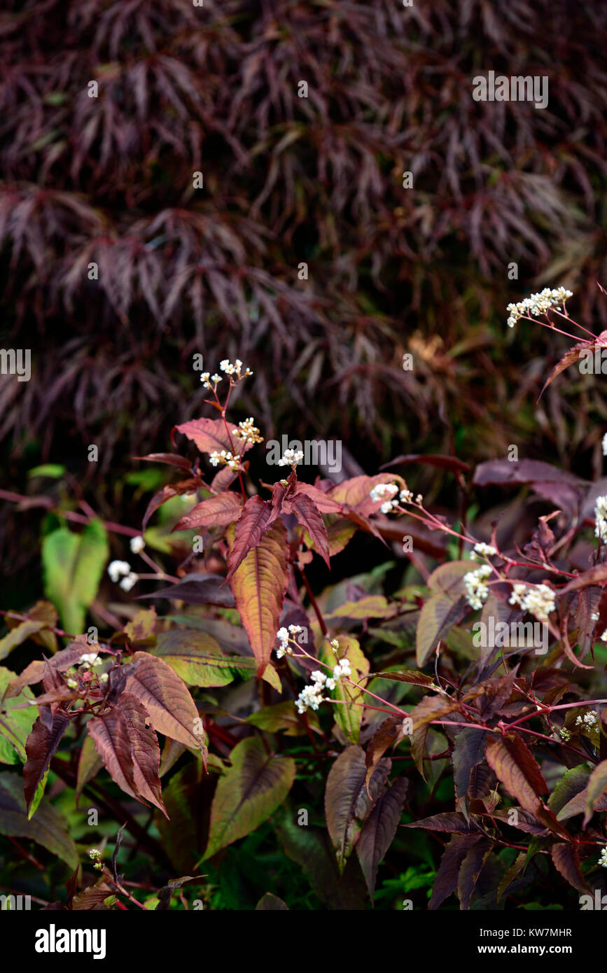 Persicaria Microcephala Red Dragon,acer palmatum dissectum,purple,foliage,leaves,herbaceous perennial,deciduous tree,combination mix,mixed,planting,RM Stock Photo
