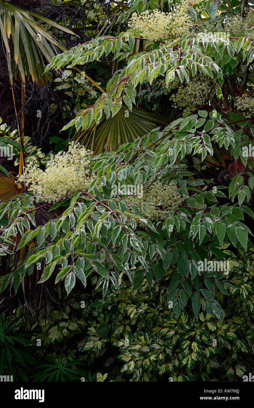 schefflera,flowers,flowering,foliage,leaves,red,stem,stems,stemmed,tree,shrub,shrubs,RM Floral Stock Photo