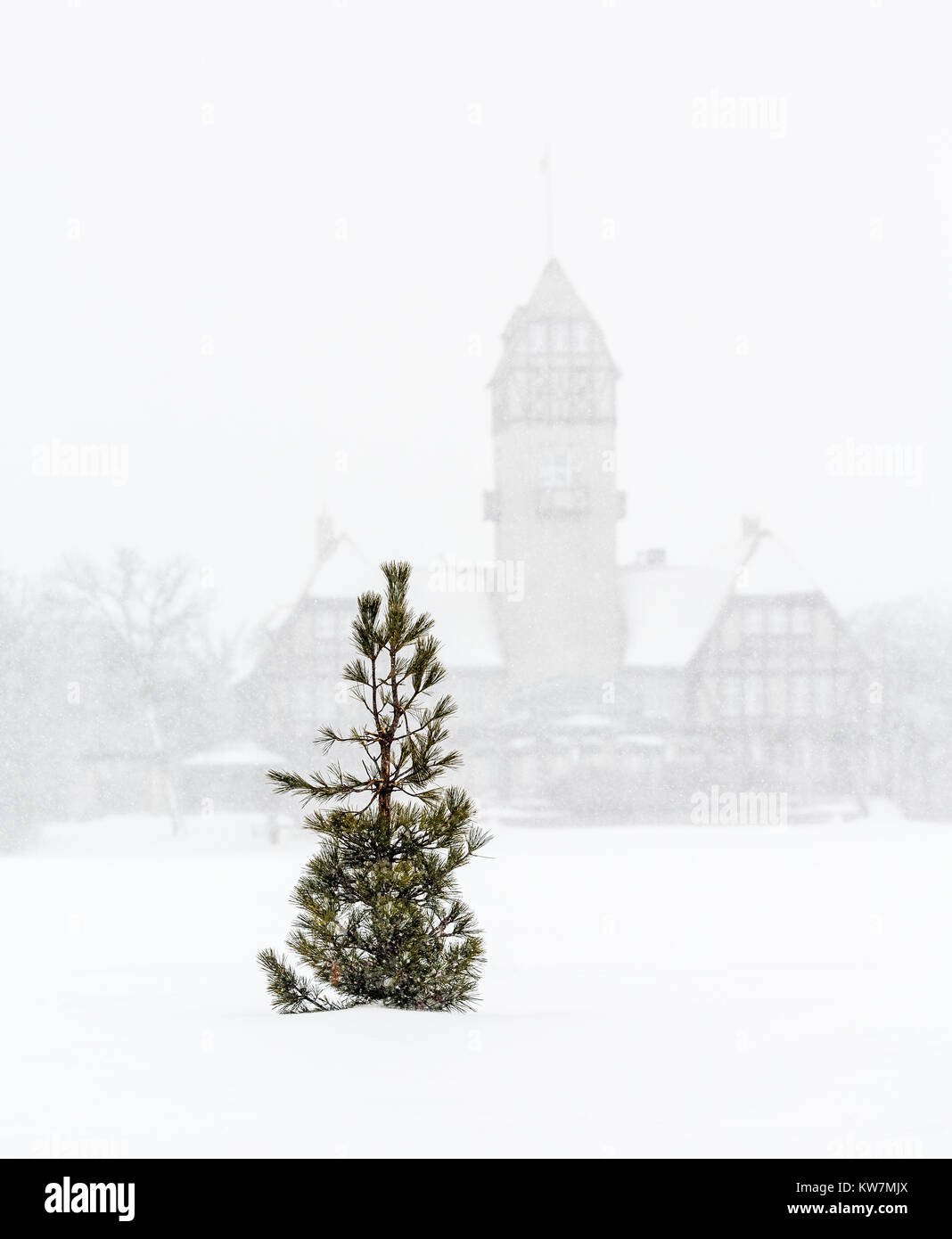 Lone Pine tree in a winter storm, Assiniboine Park, Winnipeg, Manitoba, Canada. Stock Photo