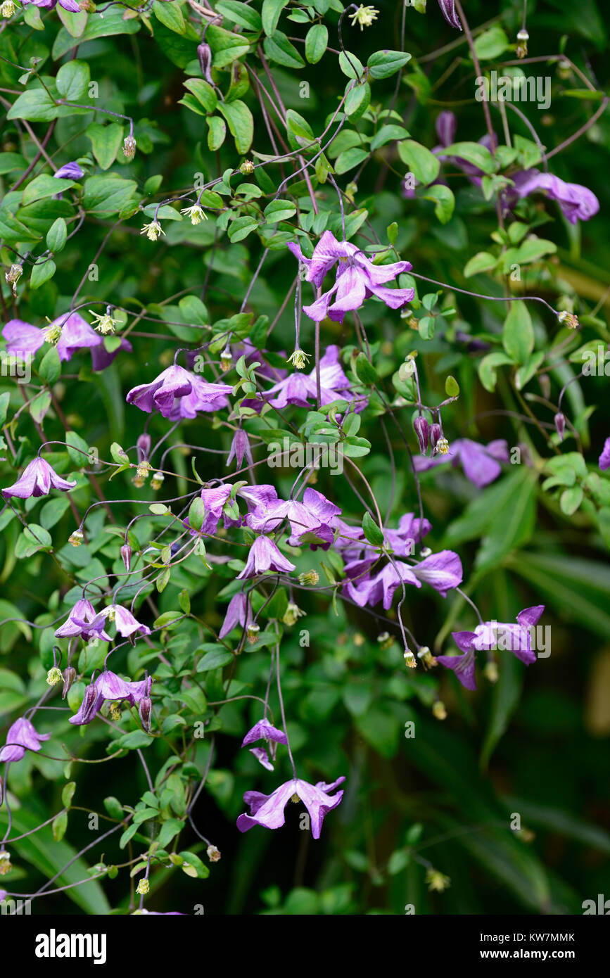 clematis integrifolia alionushka,climber,climbing plant,flower,flowers,flowering,RM floral Stock Photo