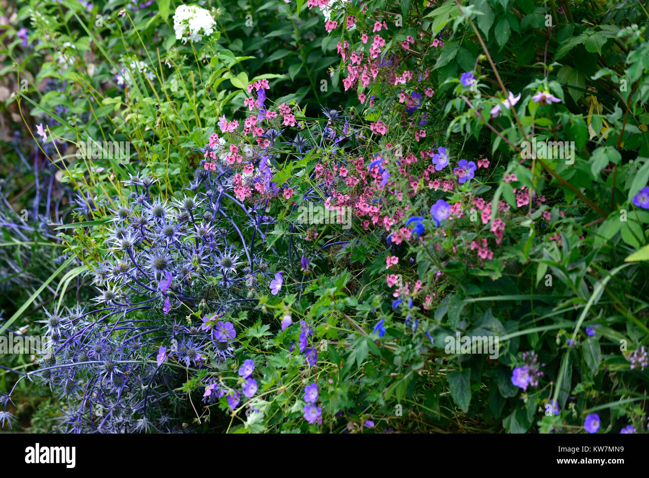 Eryngium × zabelii Jos Eijking,Diascia personata,blue thistle,pink diascia,perennial,combination,flower,flowers,flowering,Rm Floral Stock Photo