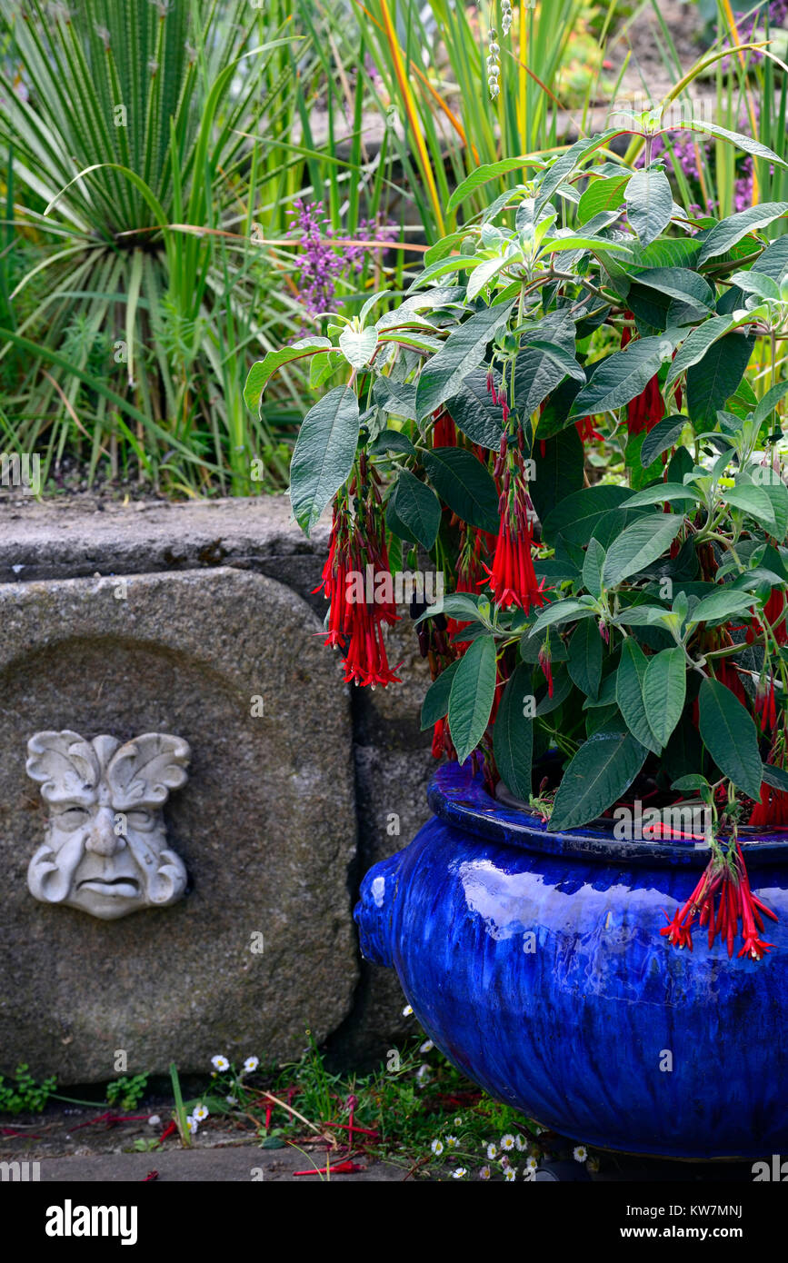Fuchsia boliviana,Bolivian Fuchsia,red,flowers,blue pot,green man,Garden,Gardens,RM Floral Stock Photo