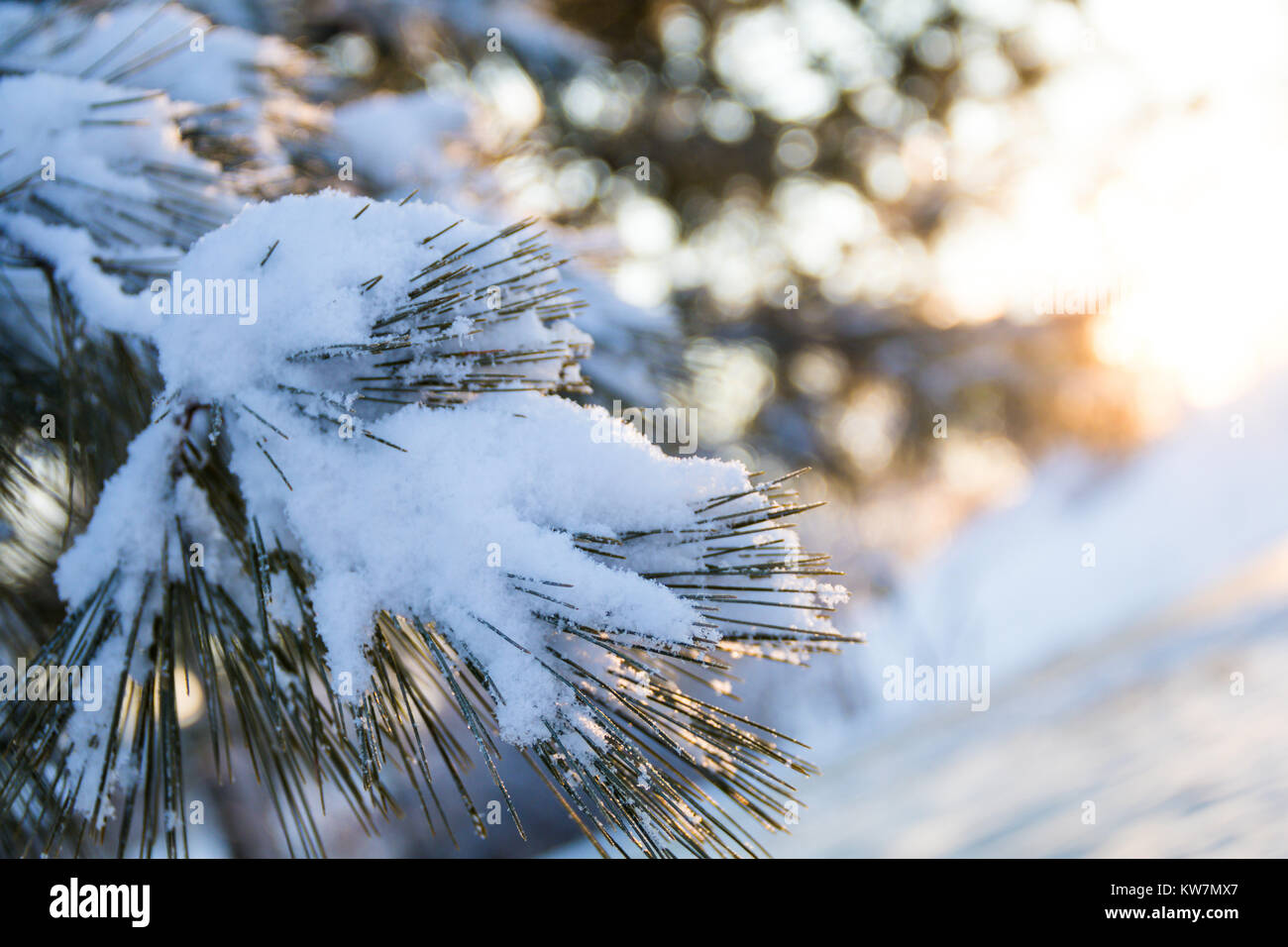 White pine tree branches covered in freshly fallen snow as the sun ...