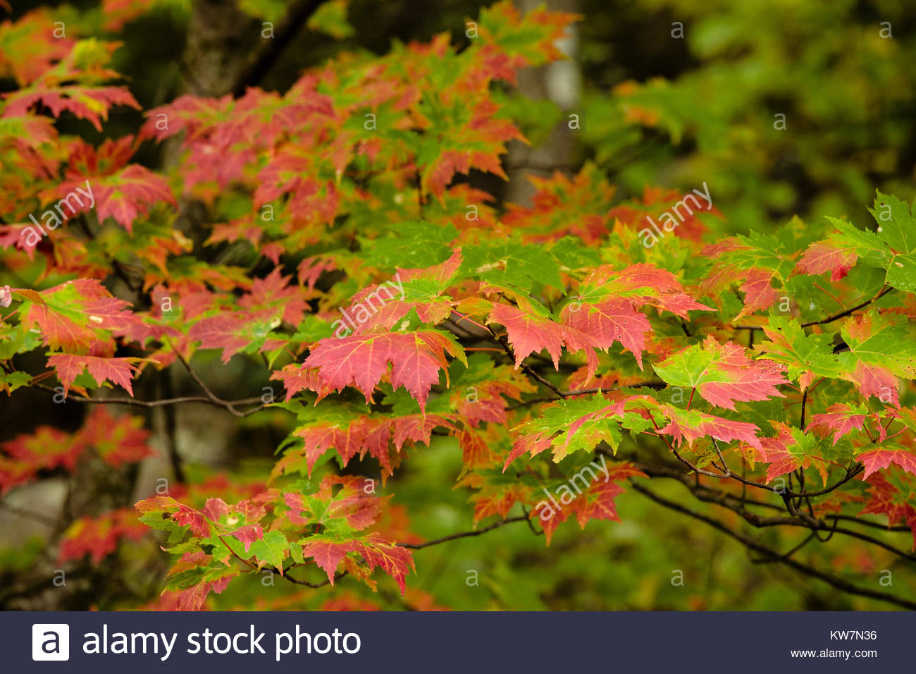 Sugar Maple Tree Wisconsin Stock Photos & Sugar Maple Tree Wisconsin