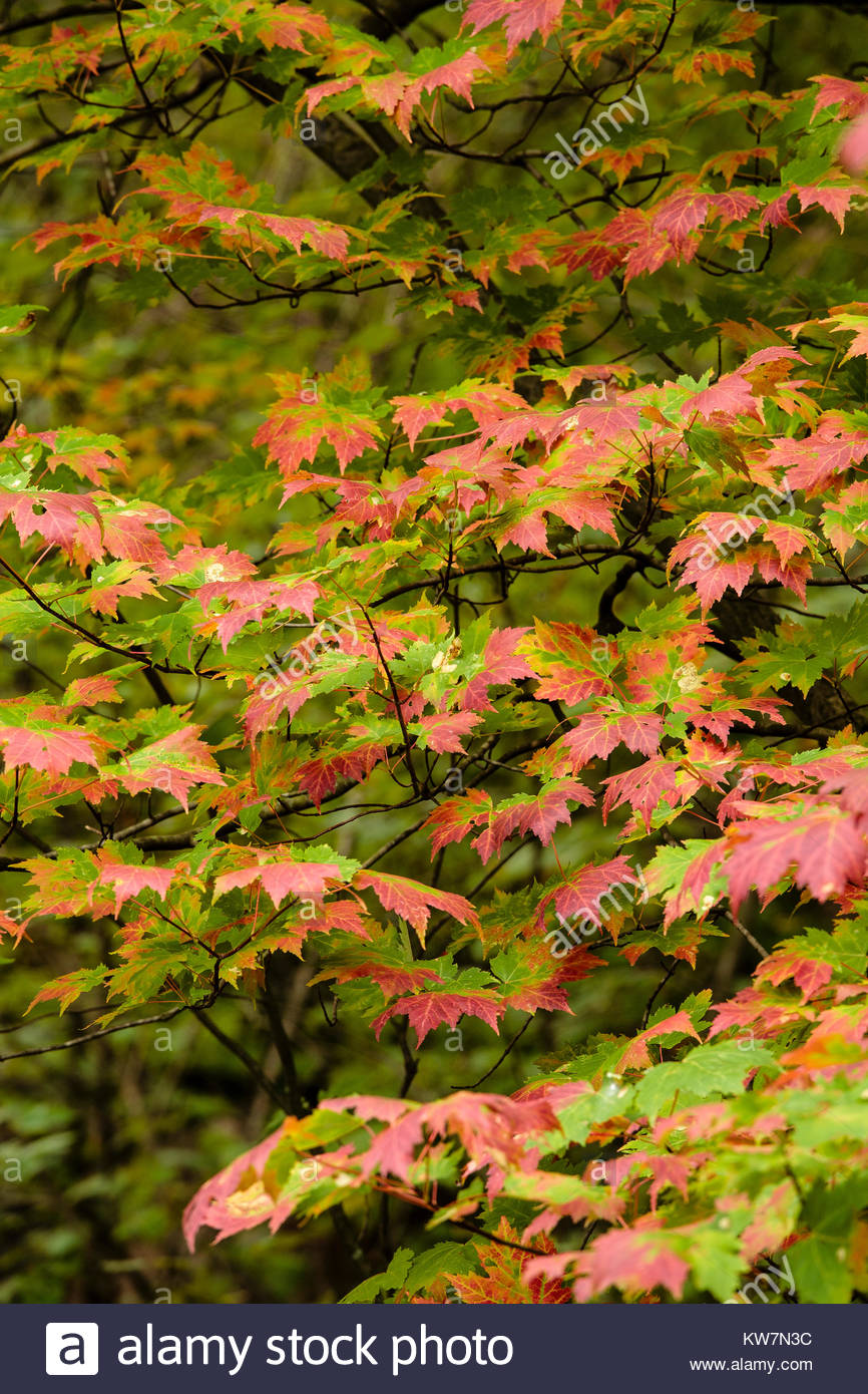 Sugar Maple Tree Wisconsin Stock Photos & Sugar Maple Tree Wisconsin