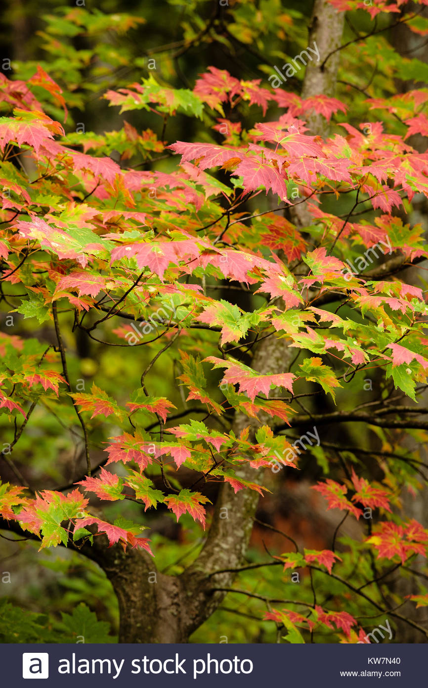 Sugar Maple Tree Wisconsin Stock Photos & Sugar Maple Tree Wisconsin