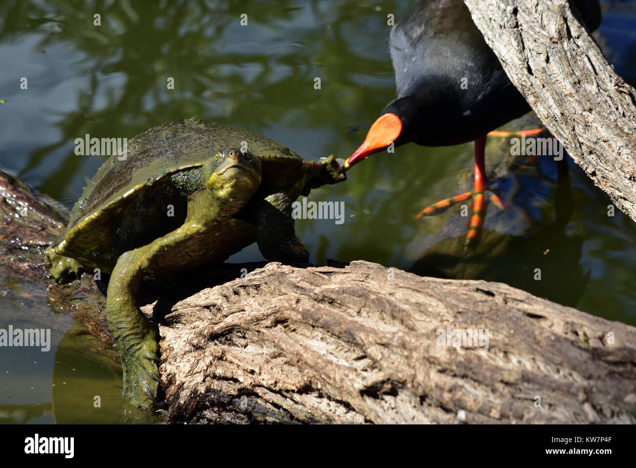 Bird Eating Turtle High Resolution Stock Photography and Images Alamy