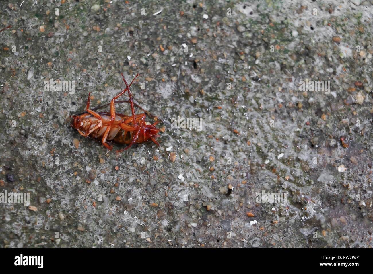 cockroache dead on the floor cement Stock Photo - Alamy