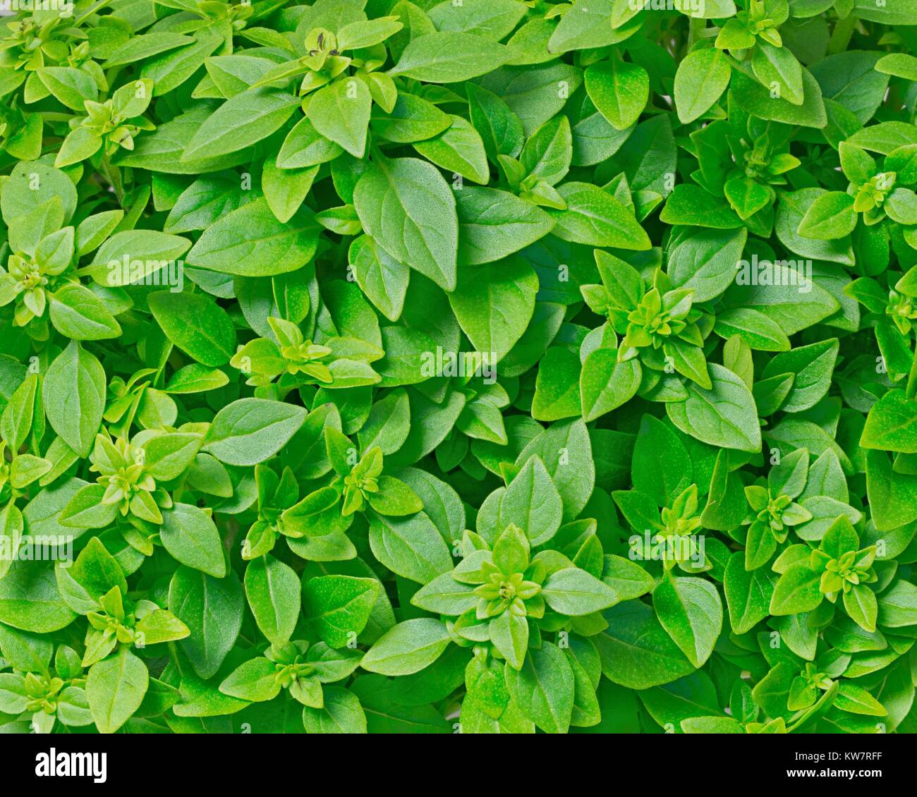 Greek basil hires stock photography and images Alamy