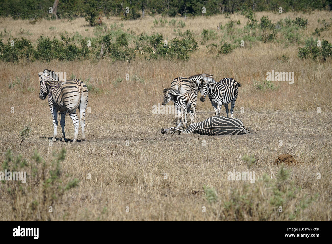 African Burchell Zebra in the wilderness playing . Stock Photo