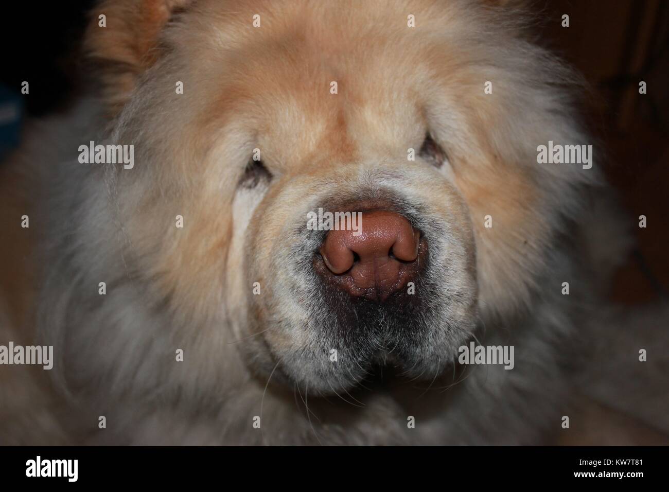 Chao dog hi-res stock photography and images - Alamy