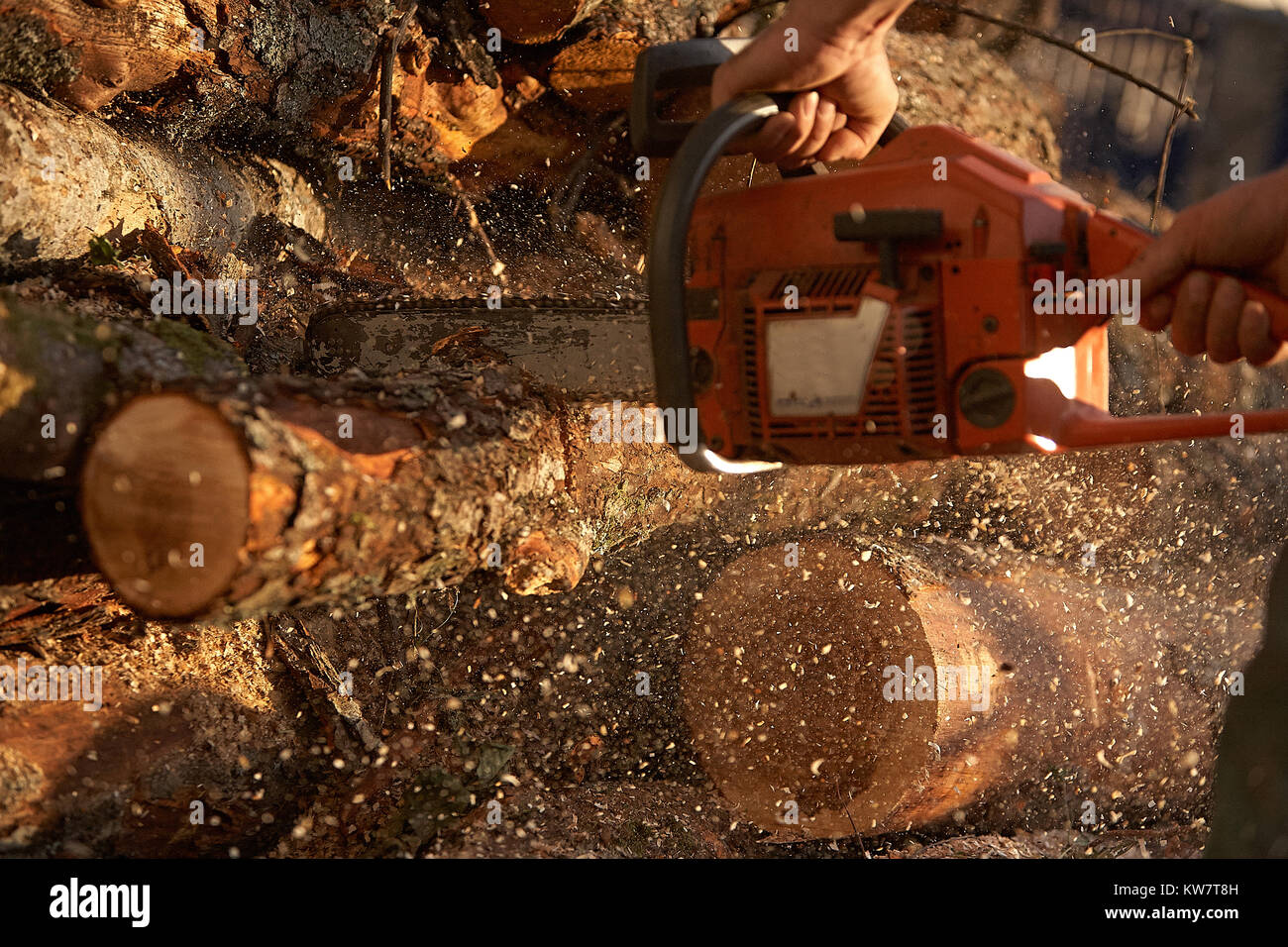 A man cutting tree with chainsaw Stock Photo - Alamy