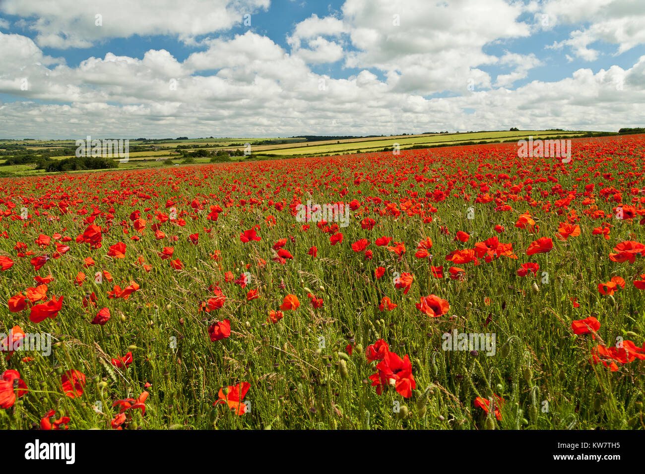 View of a Poppy Field, Oxfordshire, United Kingdom Stock Photo