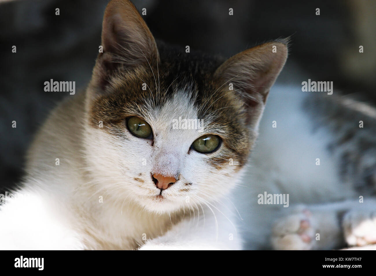 Grey-white curious Cat with green eyes and pink nose looking straight at camera Stock Photo