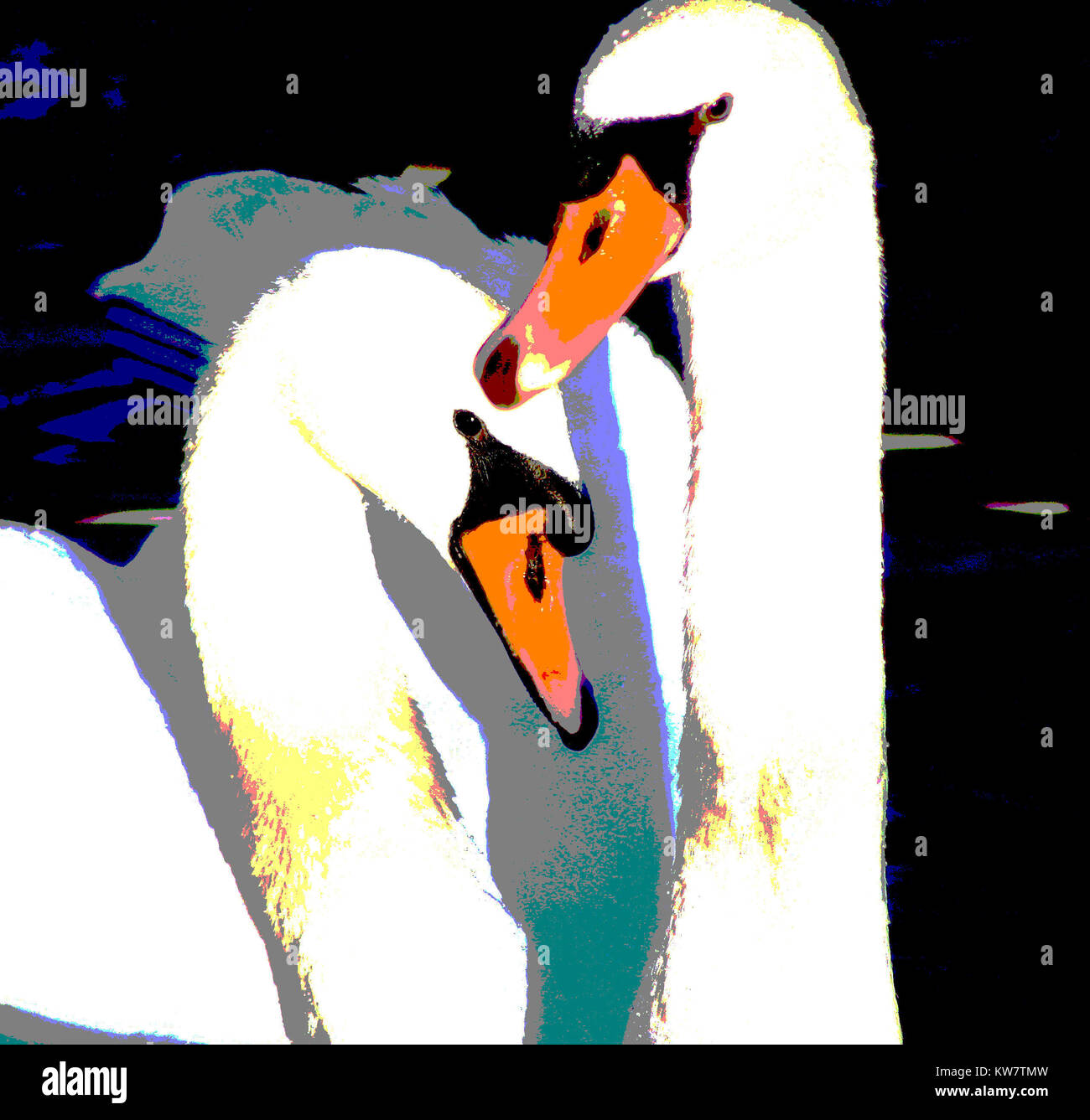Swan Mates - abstract of two Mute Swans male and female Stock Photo