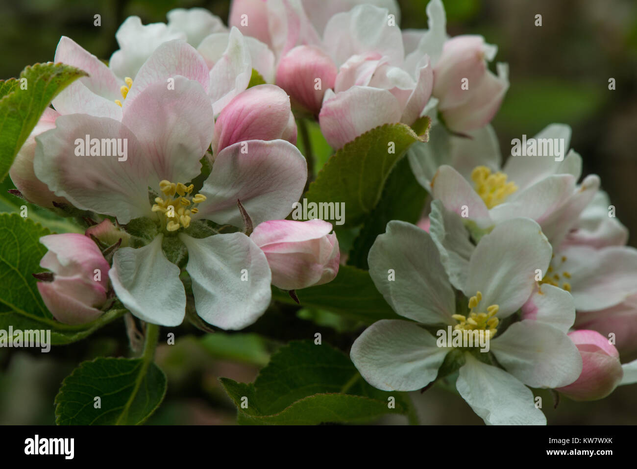 Bramley apple tree hi-res stock photography and images - Alamy