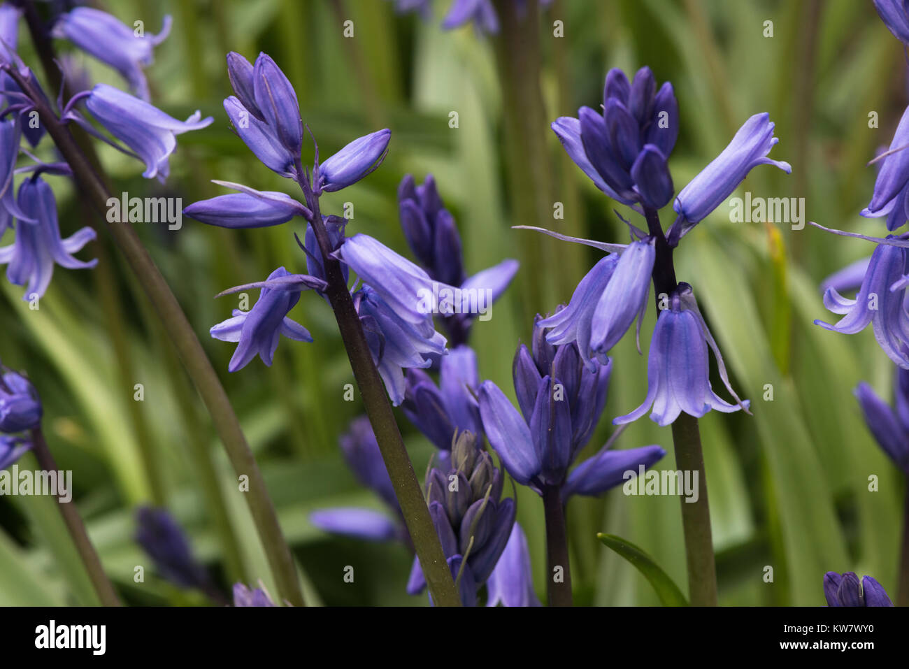 Close up of the multiple flowers on the blooming woodland or garden bulbs of the Common Bluebell Stock Photo