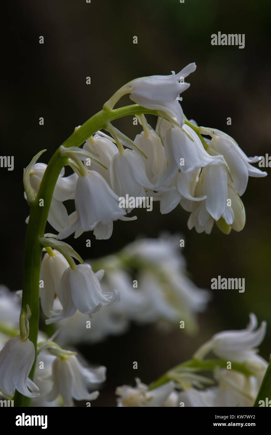 Close up of the multiple flowers on the blooming woodland or garden bulbs of the Common Bluebell Stock Photo