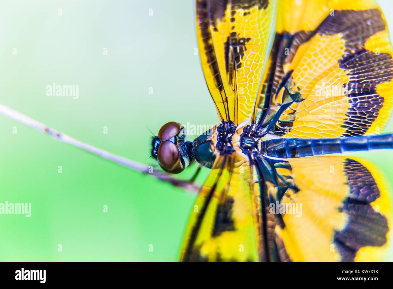 Close up of a yellow dragonfly, Bangladesh Stock Photo