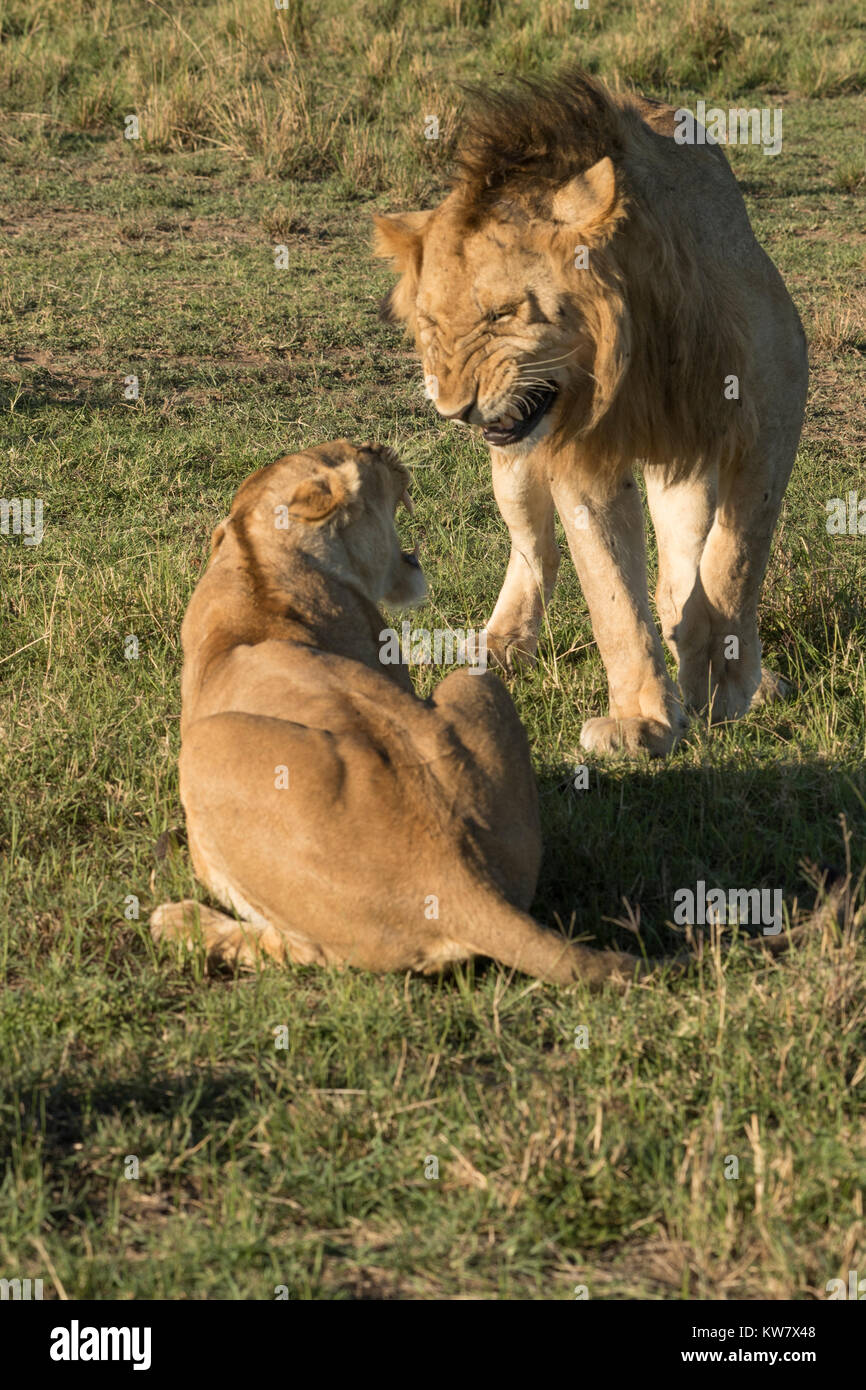 Mating Lion and lioness (Panthera leo)  growling at each other Stock Photo
